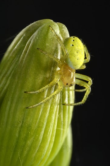 Cucumber Green Spider (Araniella cucurbitina)