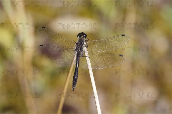 Black Darter (Sympetrum danae) sunning itself on a stalk