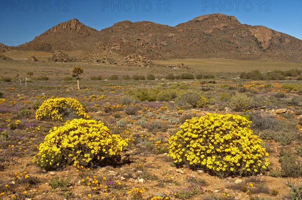 Yellow flowers of the Skaapbos Shrub