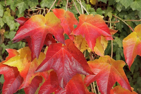 Boston ivy (Parthenocissus tricuspidata)