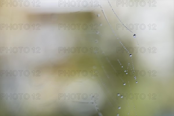 Water drops on web of an orb-web spider