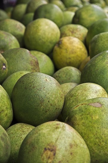 Ripe pomelos (Citrus maxima)