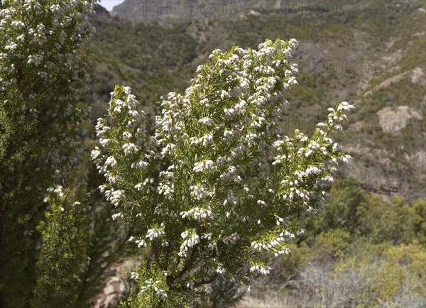 Tree Heath (Erica arborea)