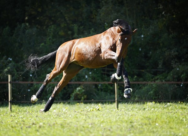 Holsteiner horse