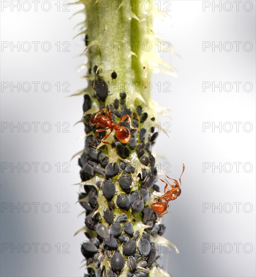 Aphids or Plant lice (Aphidoidea) on a thistle being milked by Ants (Formidicae)