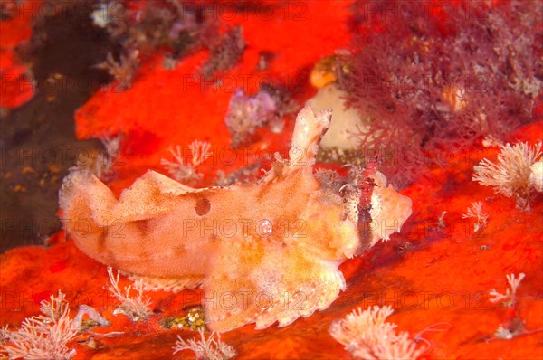 Sailfin Sculpin (Nautichthys oculofasciatus)
