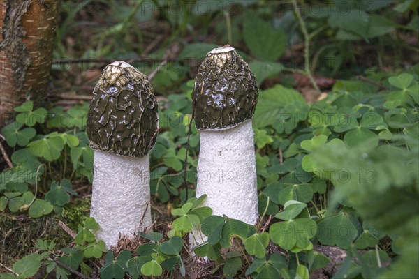 Common Stinkhorn (Phallus impudicus)