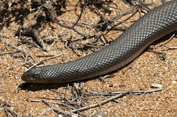 Mole Snake (Pseudaspis cana)