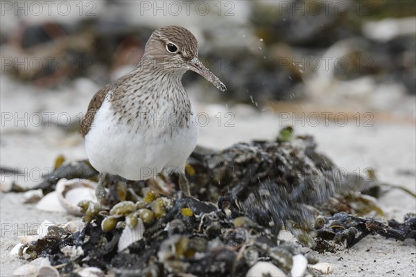 Sandpiper (Actitis hypoleucos)