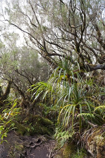 Tropical rainforest