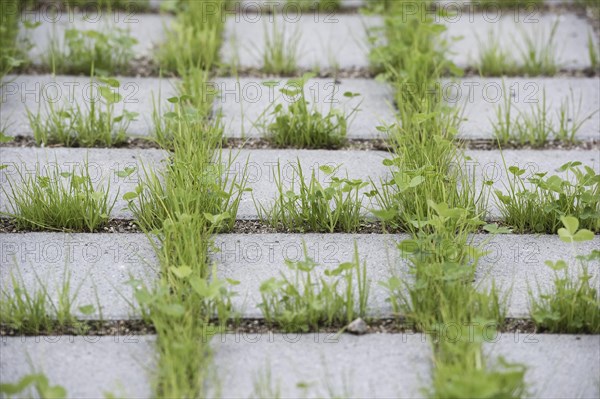 Eco-friendly paving of a parking lot with clover and grass