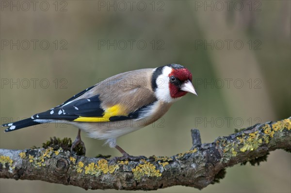 European Goldfinch or Goldfinch (Carduelis carduelis)