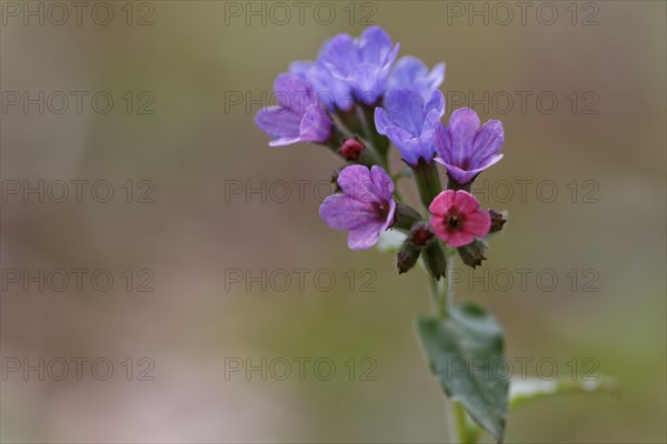 Lungwort