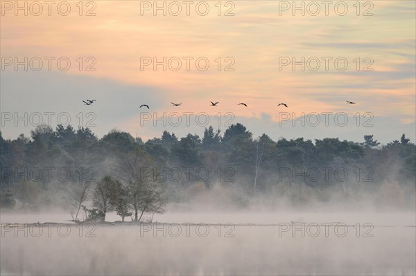 Cranes (Grus grus) flying over wetlands in the morning