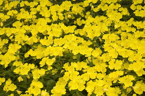 Narrow-leaved sundrops (Oenothera fruticosa)