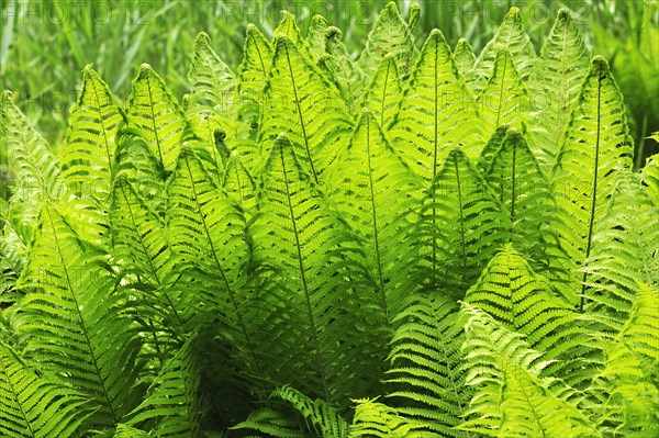 Ostrich Fern or Shuttlecock Fern (Matteuccia struthiopteris)