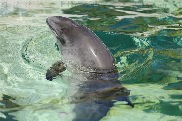 Harbour Porpoise (Phocoena phocoena)