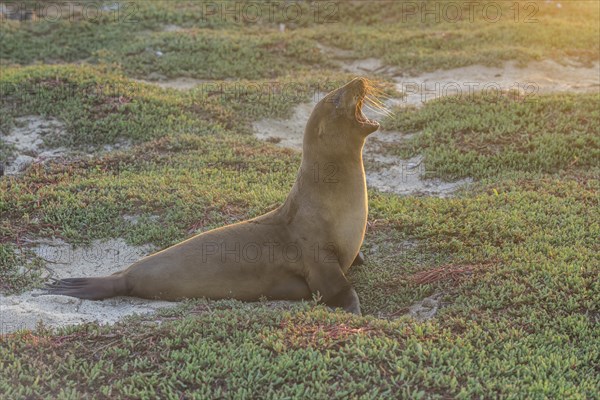 Galapagos Sea Lion (Zalophus wollebaeki) yawning