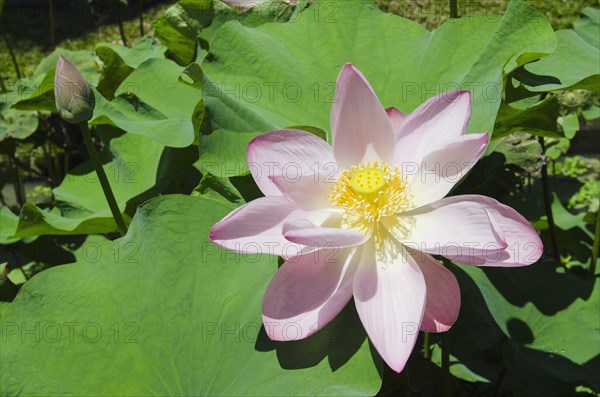 Lotus or Indian Lotus (Nelumbo nucifera)