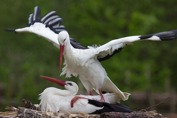 White storks (cinerea cinerea)