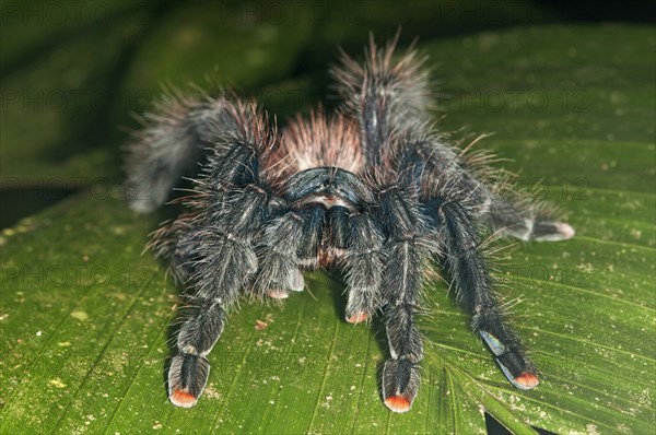 Pinktoe Tarantula (Avicularia avicularia)