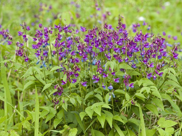 Spring Pea or Spring Vetchling (Lathyrus vernus)