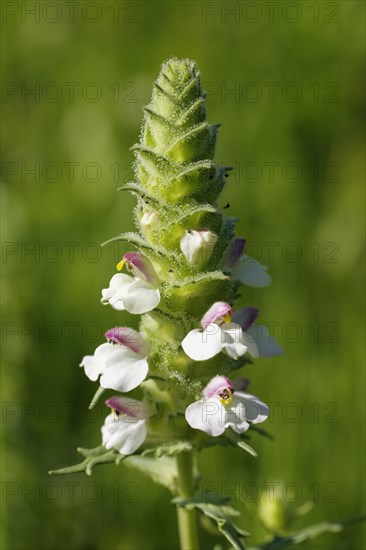 Colourful Mediterranean Lineseed (Bellardie trixago)