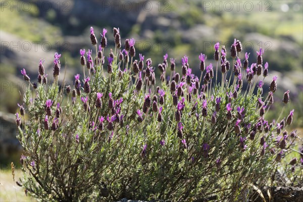 Spanish Lavender or Topped Lavender (Lavandula stoechas)