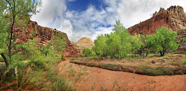 Fremont River coloured red from mud with green leafy trees after a storm