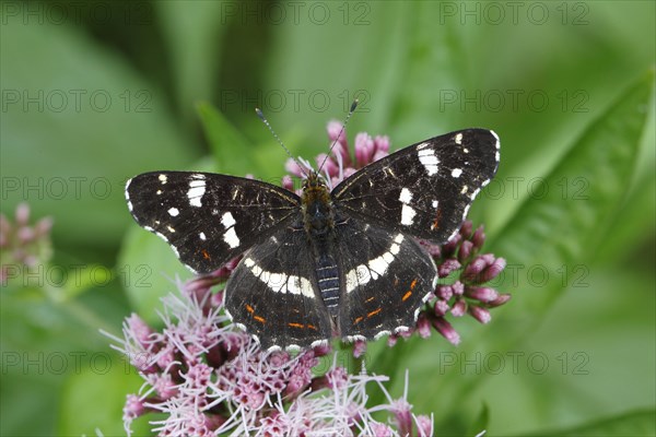 Map butterfly (Araschnia levana)