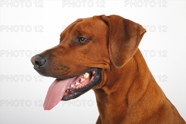 Rhodesian Ridgeback