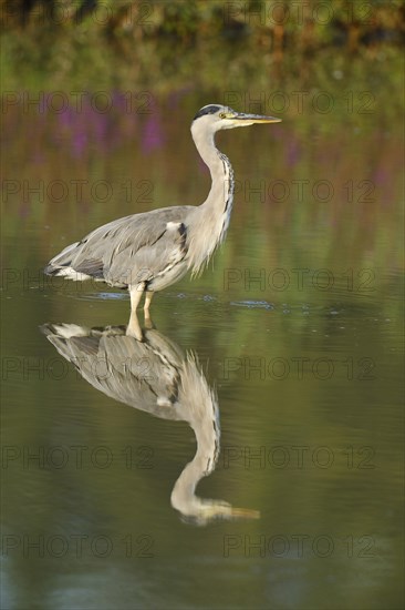 Grey Heron (Ardea cinerea)