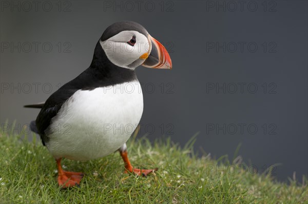 Puffin (Fratercula arctica)