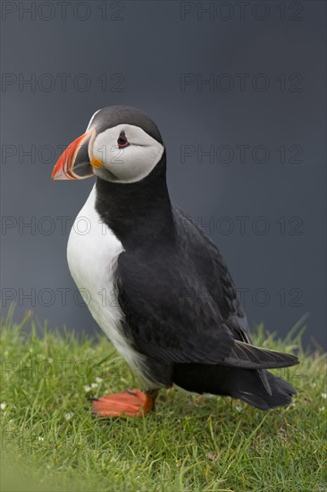 Puffin (Fratercula arctica)