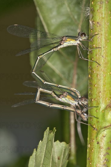 Willow Emerald Damselflies (Chalcolestes viridis)