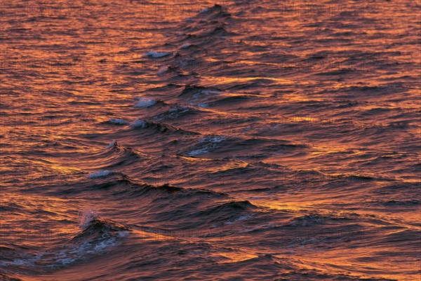 Bow waves in the evening light