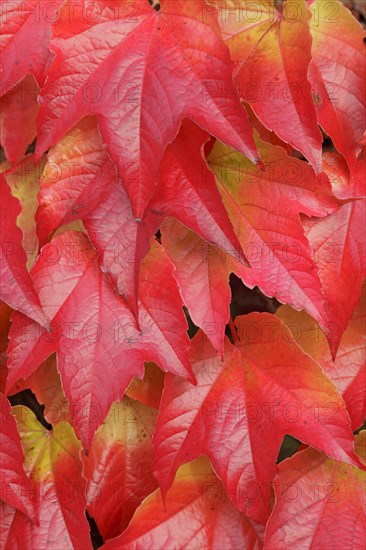 Boston ivy (Parthenocissus tricuspidata)