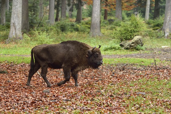 Wisent or European Bison (Bison bonasus)