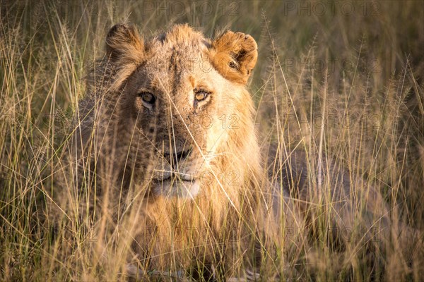 African Lion (Panthera leo)