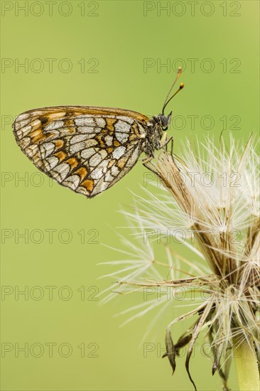 Knapweed fritillary (Melitaea phoebe) sits on dandelion seed stand