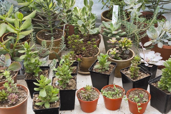 Mixed succulent plants with Echeveria elegans (Echeveria elegans)