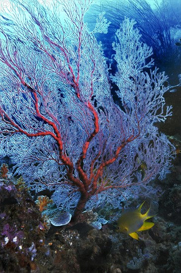 Gorgonian or Sea Fan (Scleraxonia)