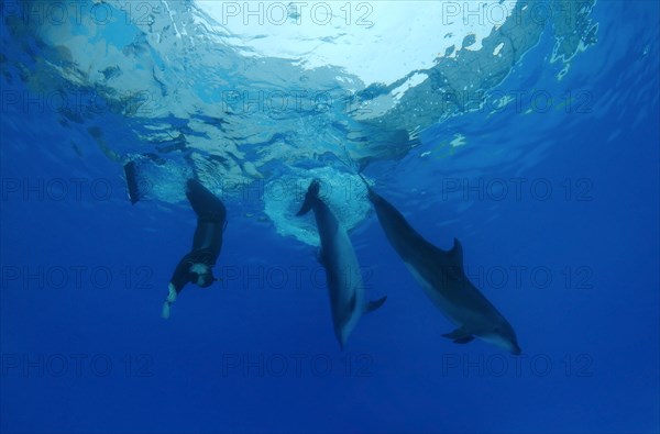 Freediver and Bottlenose dolphins (Tursiops truncatus)