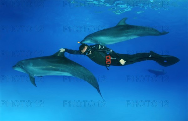 Freediver and Bottlenose dolphins (Tursiops truncatus)