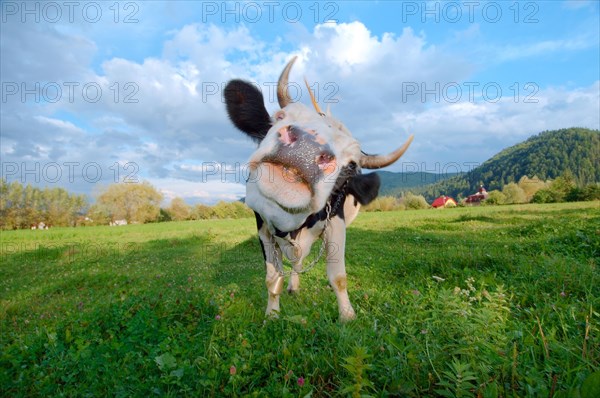 Cow on pasture