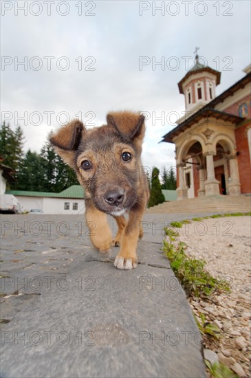 Little puppy runs on a footpath