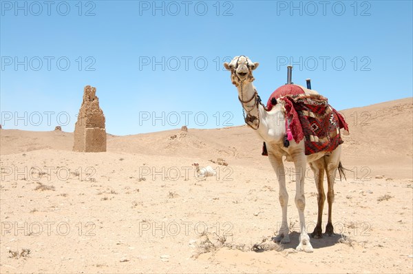 Camel (Camelus dromedarius) near Tower tomb