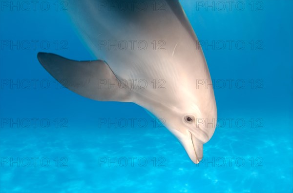 Bottlenose Dolphin (Tursiops truncatus)