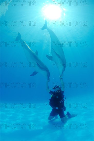 Scuba diver and a Bottlenose Dolphin (Tursiops truncatus)