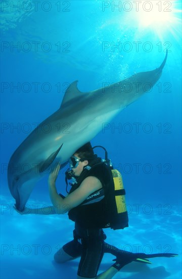 Scuba diver and a Bottlenose Dolphin (Tursiops truncatus)